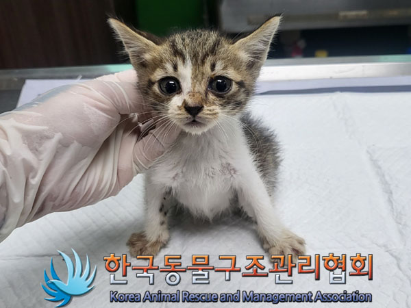 한국동물구조관리협회_411317202300198